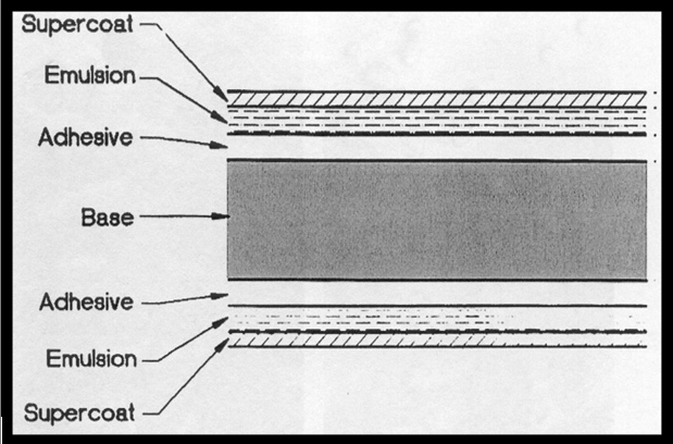 Cross-section of x-ray film